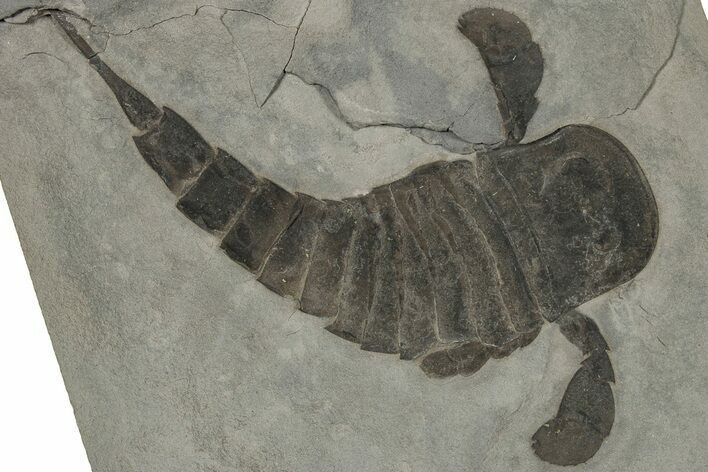 Eurypterus (Sea Scorpion) Fossil - New York #310227